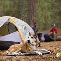 Ruffwear Dog Camping Adventure Checklist BaxterBoo