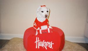 Collegiate Football Player Dog Costume - Red with Same Day Shipping | BaxterBoo